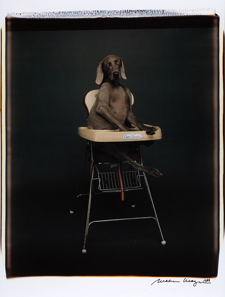 Untitled — William Wegman