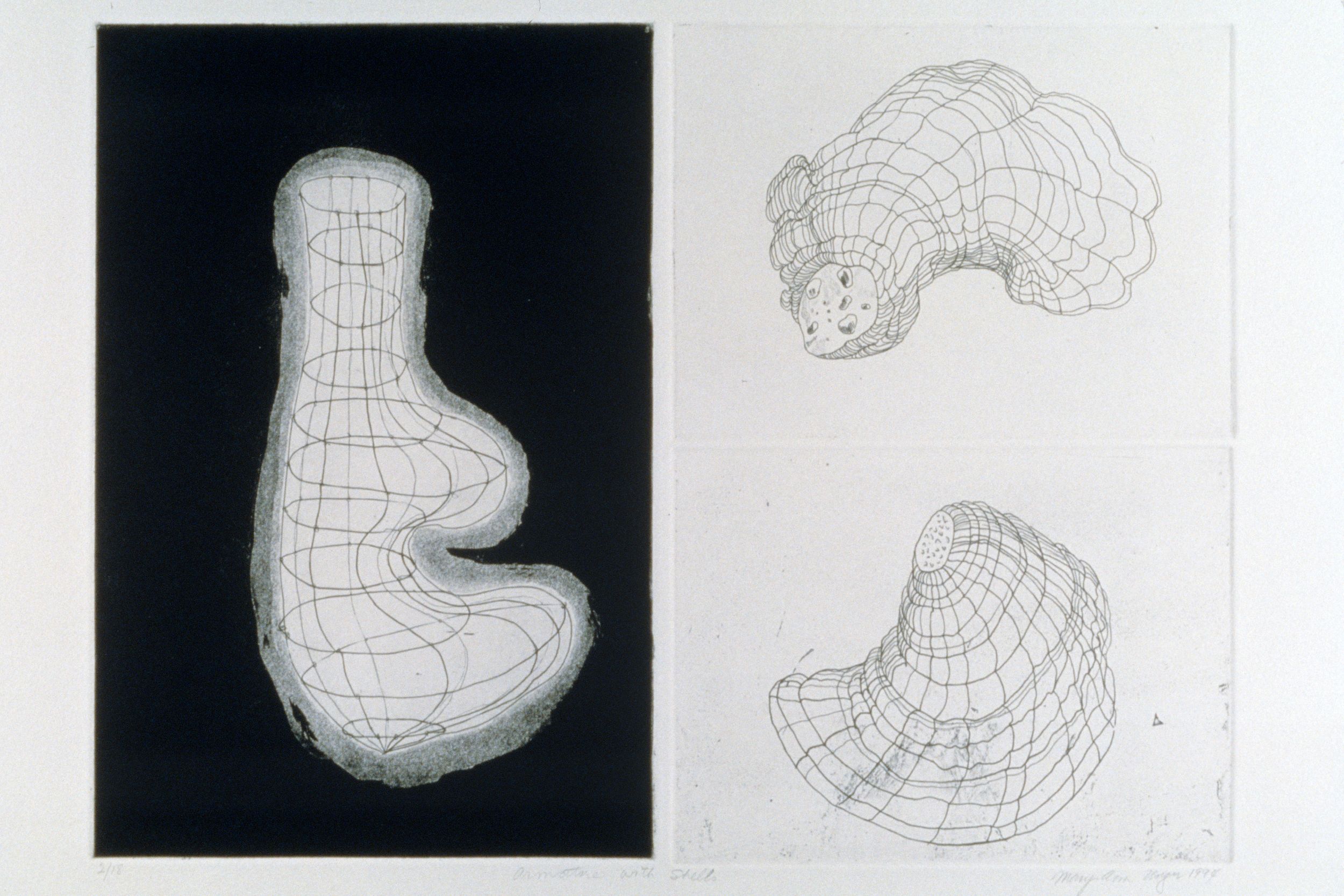 armature with shells print mary ann unger