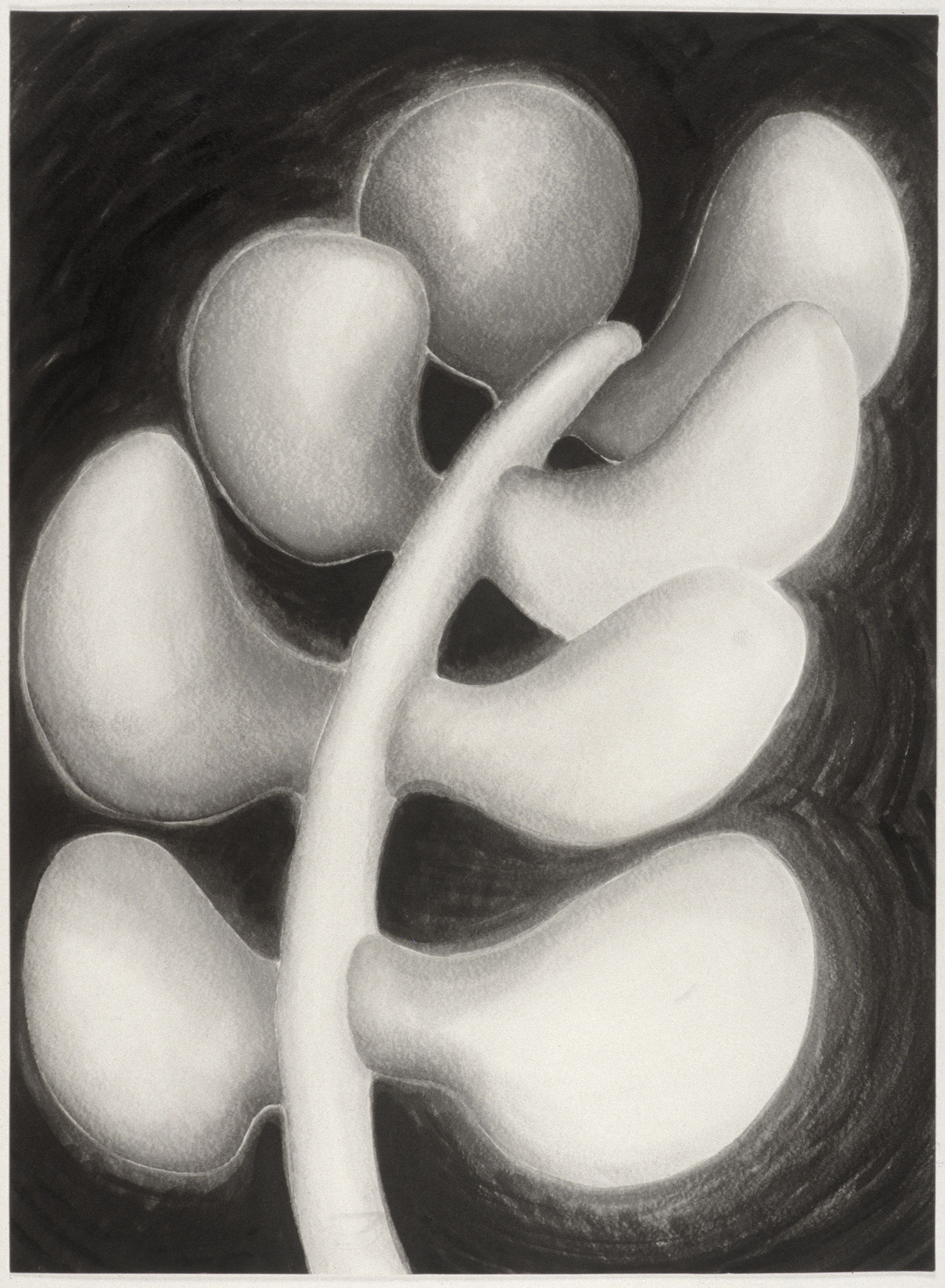 fern vertebrae drawing mary ann unger
