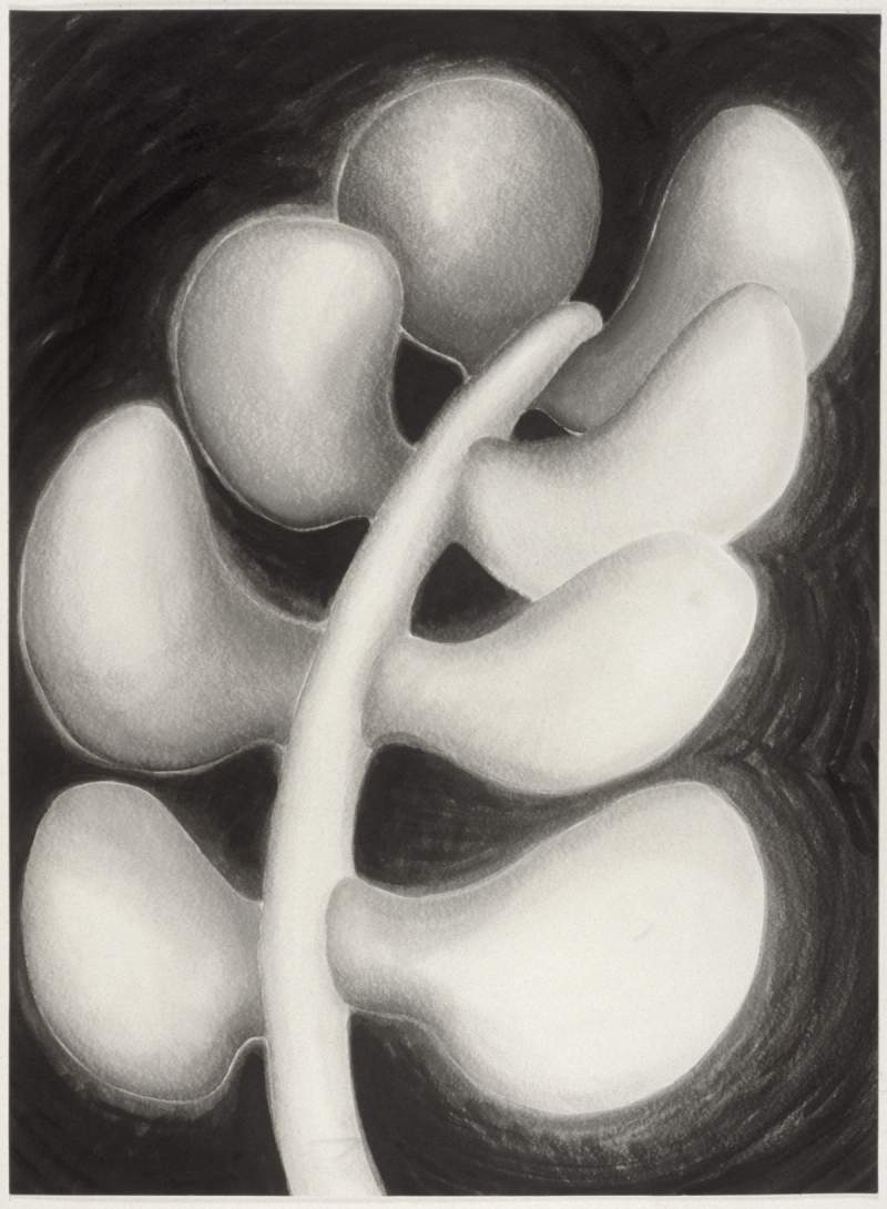 fern vertebrae drawing mary ann unger