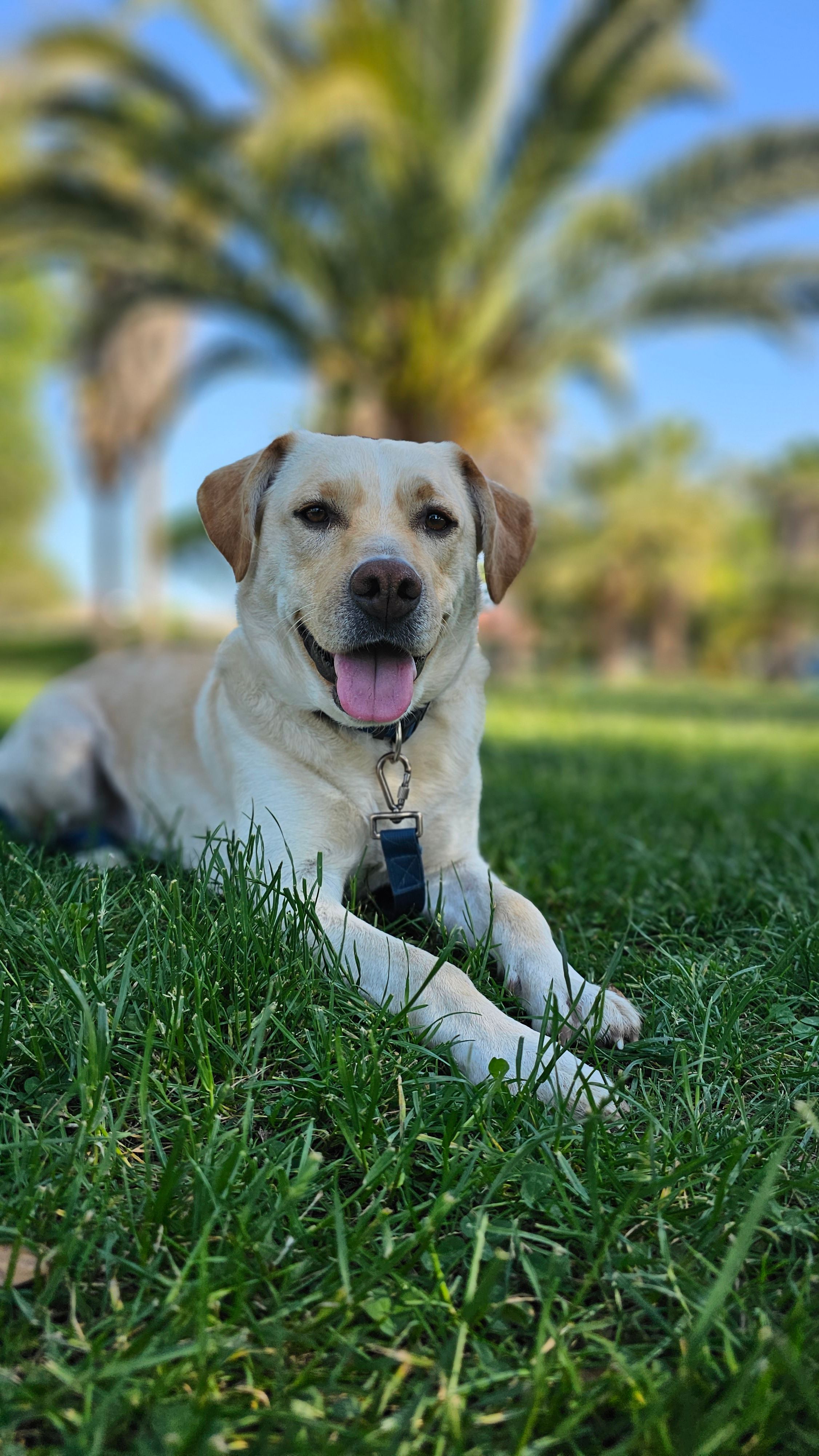 Imagen del equipo teadog