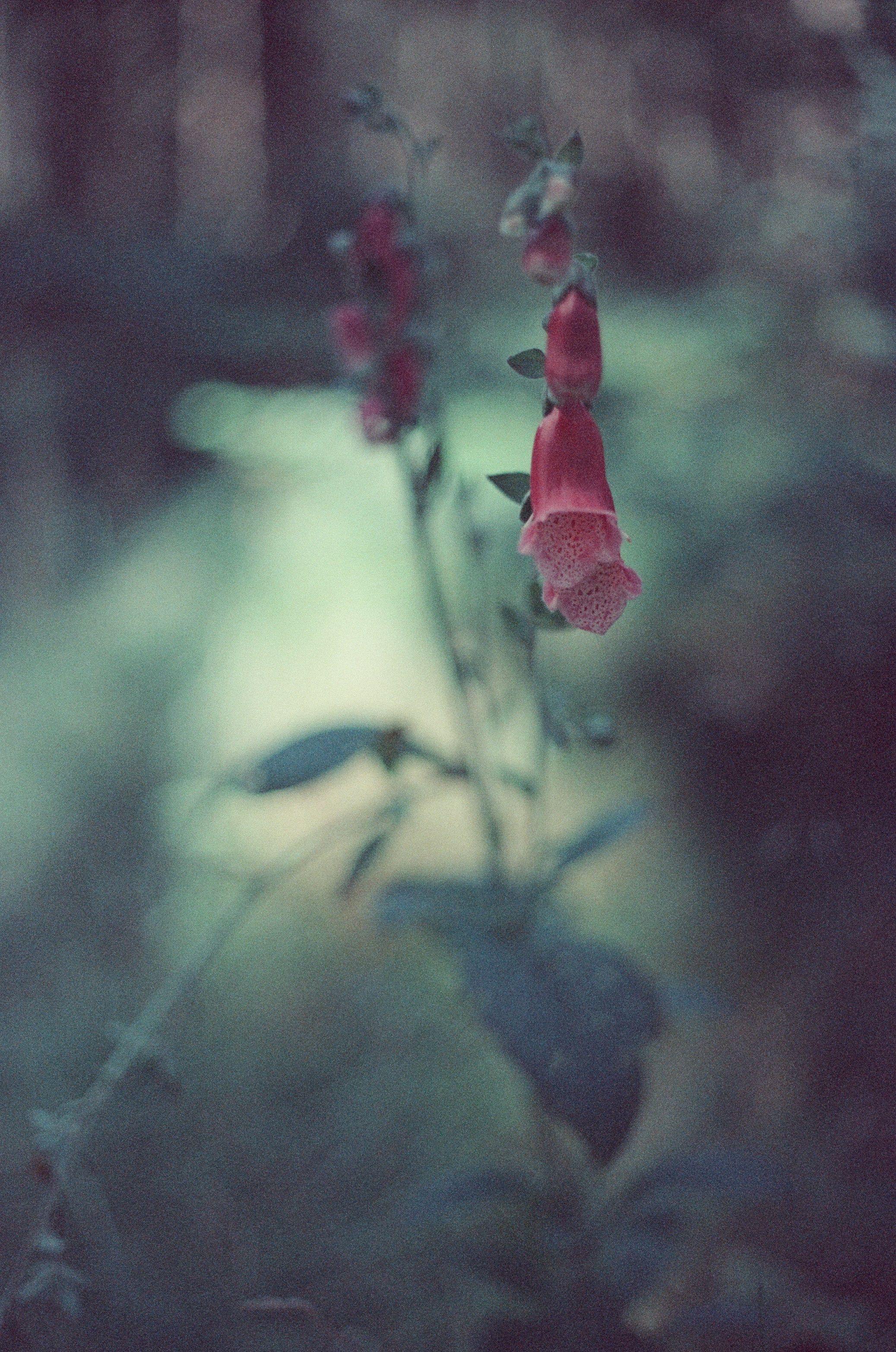 Natur: Motiv 3
