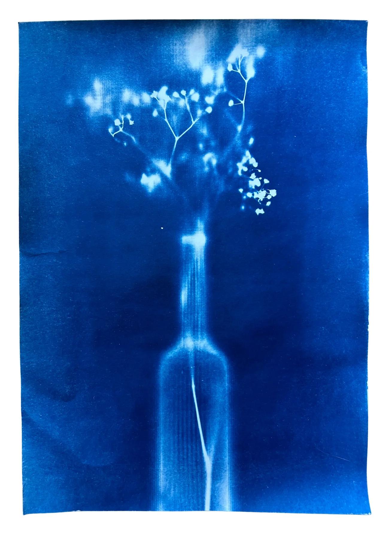 Cyanotype Studien