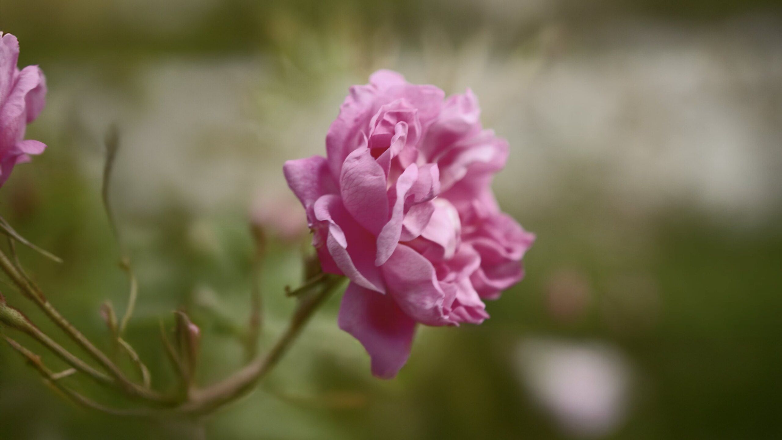 pink rose
