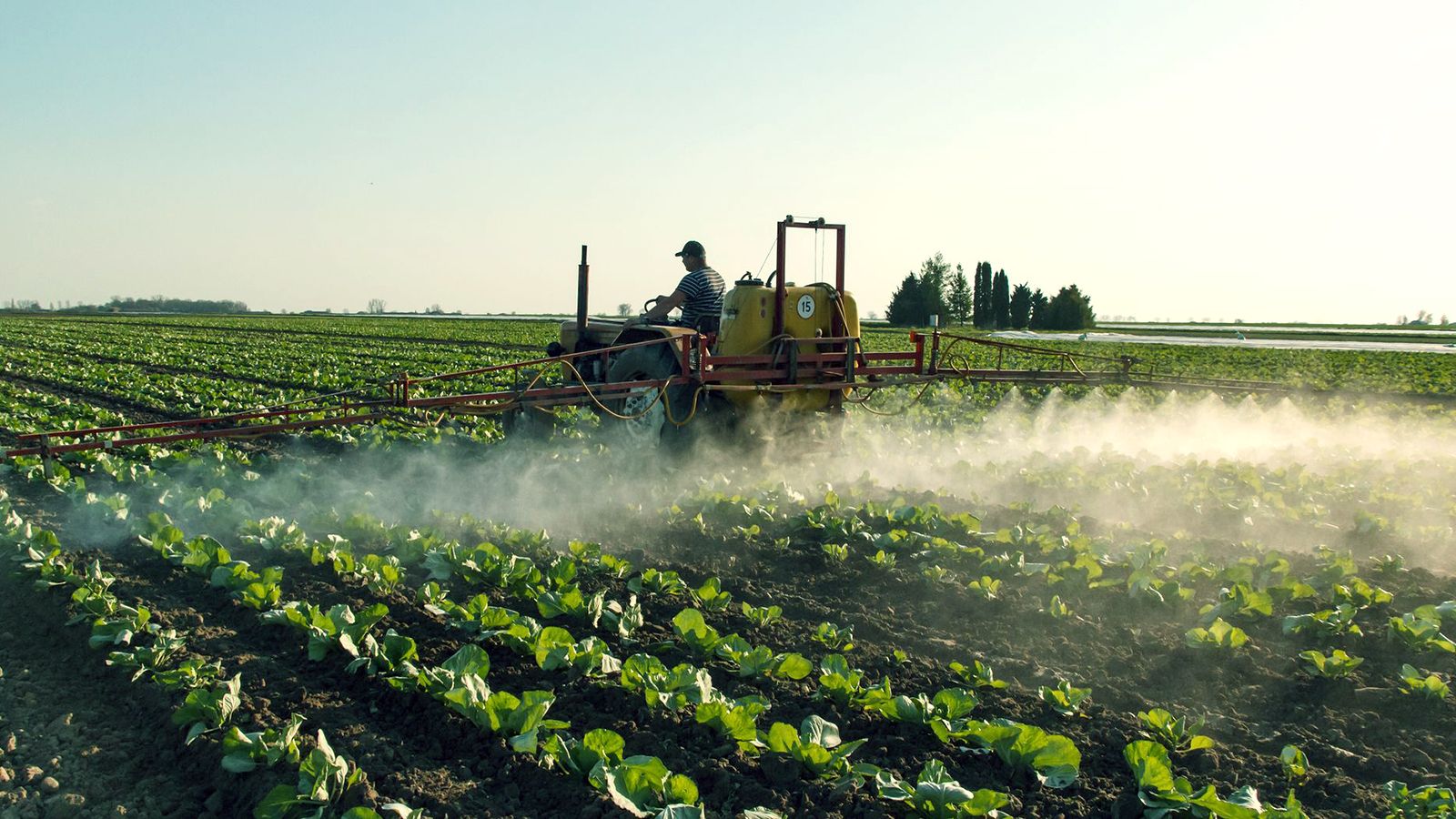 A tractor sprays a wide field of leafy crops at sunrise, mist trailing behind the boom across the rows.