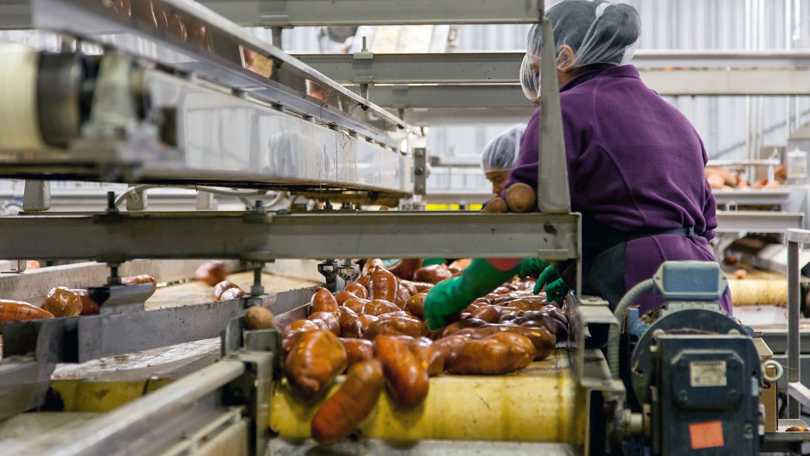 Workers in hairnets sort food products moving along a stainless-steel processing line in a manufacturing plant.
