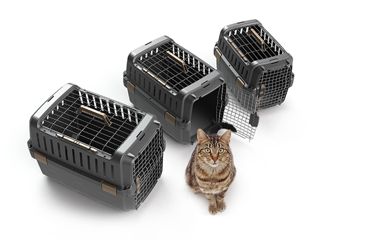 Odyssey pet carrier for dogs and cats by Moderna Products, IATA approved for air travel, open top design, available in 3 sizes, design for assembly, cat posing in front of 3 sizes