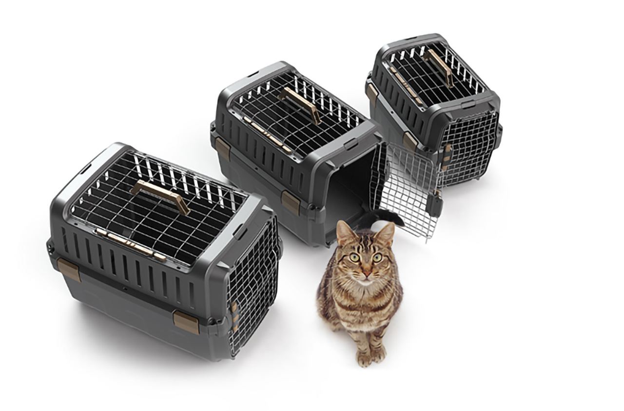 The Odyssey in three sizes with a cat