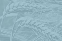 Field of Dreams: A Tinworks Storytelling Show — Presented by Bex Frucht | Tinworks