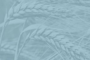 Field of Dreams: A Tinworks Storytelling Show