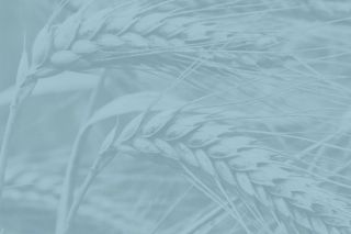 Field of Dreams: A Tinworks Storytelling Show | Tinworks