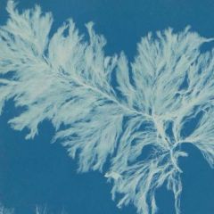 Saturday Family Workshop — Botanical Cyanotypes with Bozeman Public Library at Tinworks | Tinworks