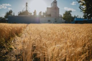 Agnes Denes' artwork "Wheatfield—An Inspiration. The seed is in the ground" 2023 with Tinworks blue buildings and the Bridgers in the background.