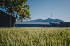Volunteer Opportunity — Tending Wheatfield | Tinworks
