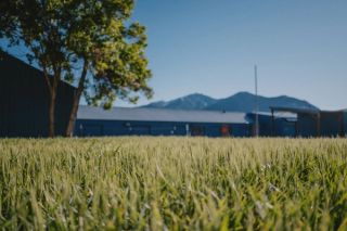 Agnes Denes' artwork "Wheatfield—An Inspiration. The seed is in the ground" 2023 with Tinworks blue buildings and the Bridgers in the background.