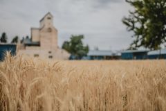 Agriculture as Art: Tinworks Artist Talk — A discussion of Agnes Denes' Wheatfield — An Inspiration | Tinworks