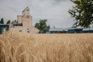 Agriculture as Art: Tinworks Artist Talk