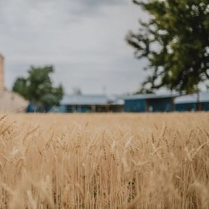 Agriculture as Art: Tinworks Artist Talk