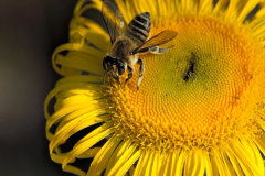 Family Workshop — Pollination Games & Art with Bea | Tinworks