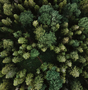 Aerial shots of trees in a forest