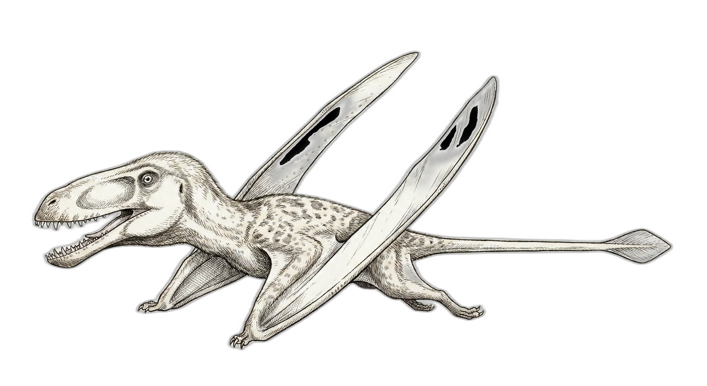 Caelistiventus