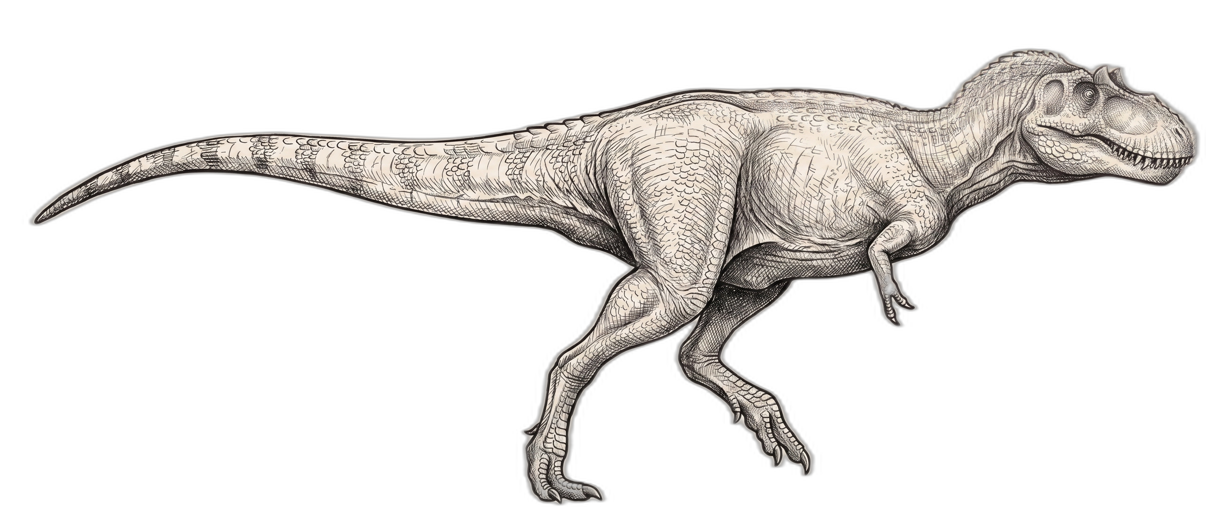 Gorgosaurus