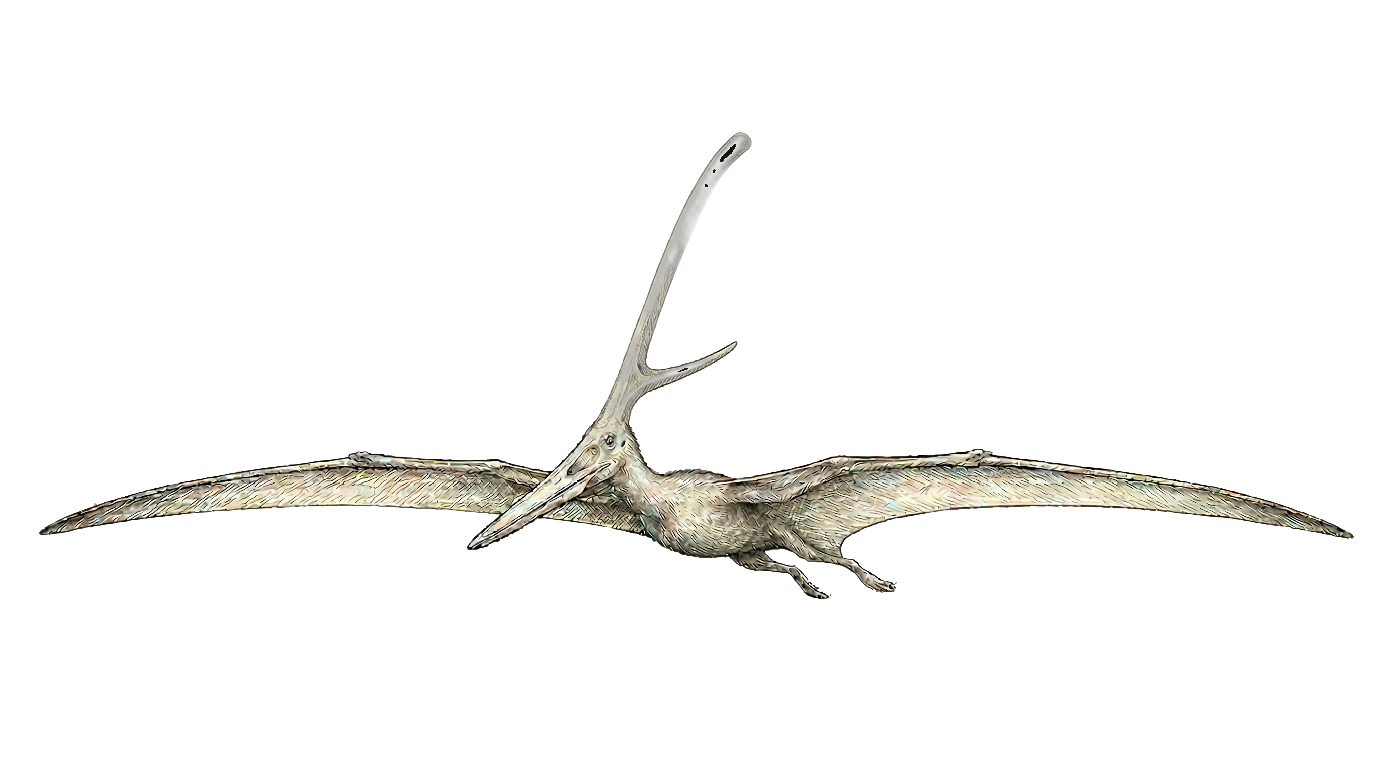 Night Lizard