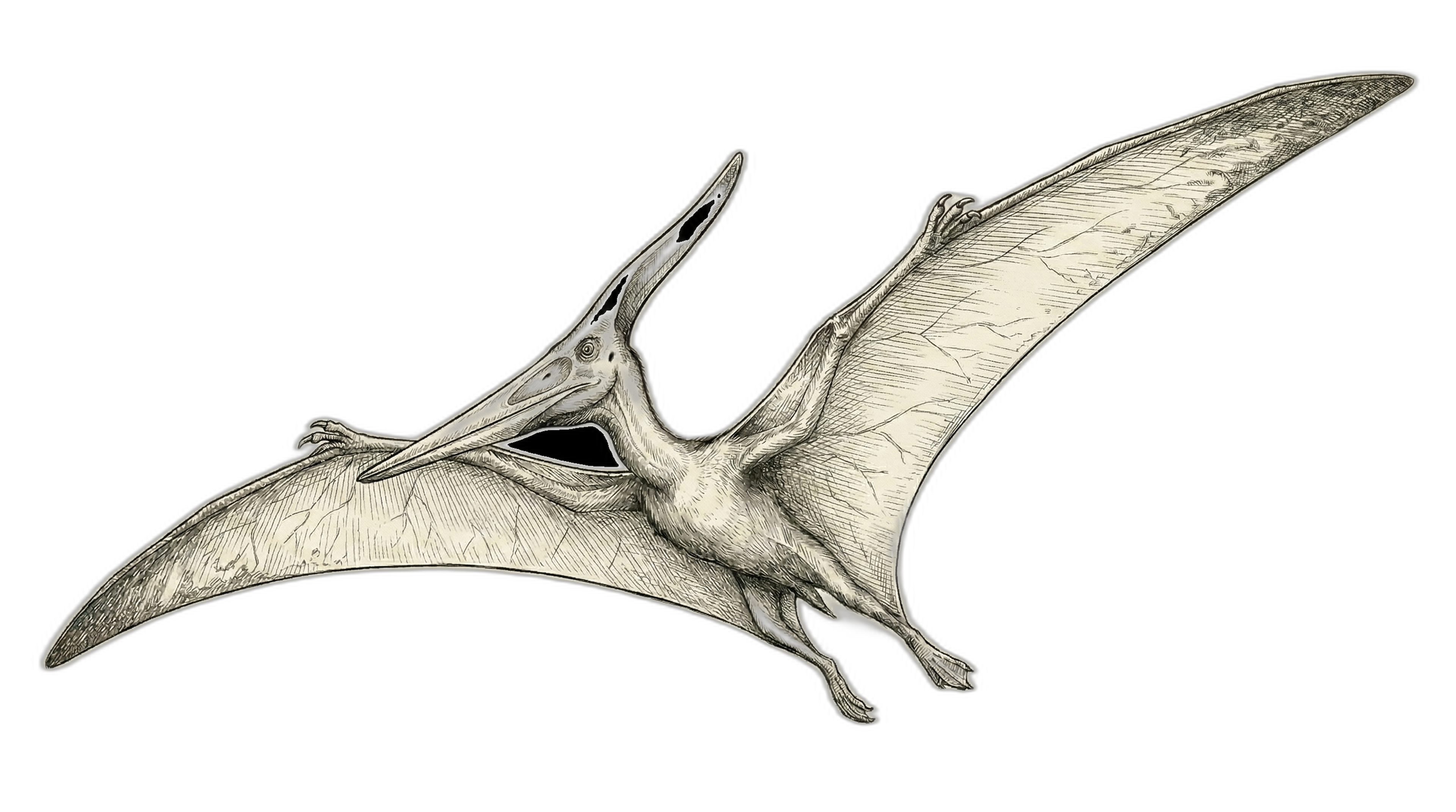 Pteranodon