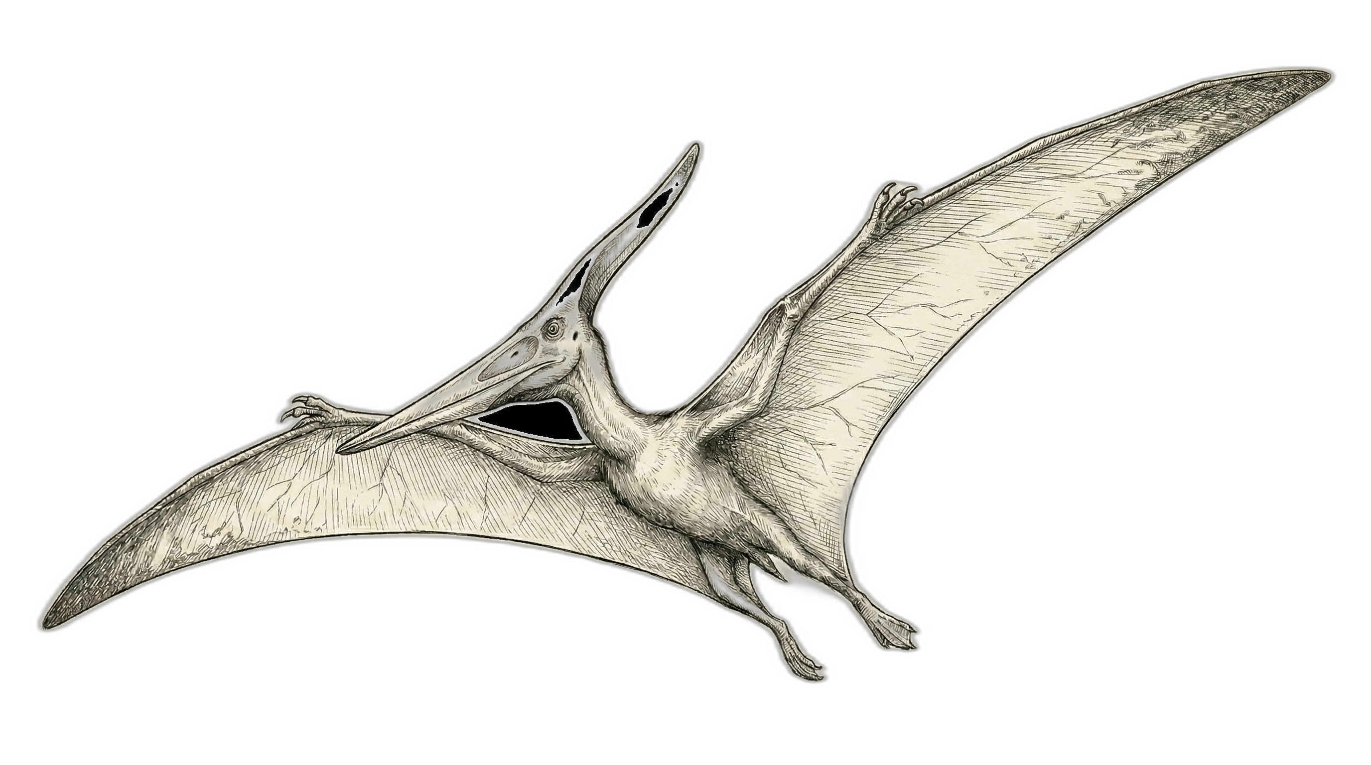 Pteranodon