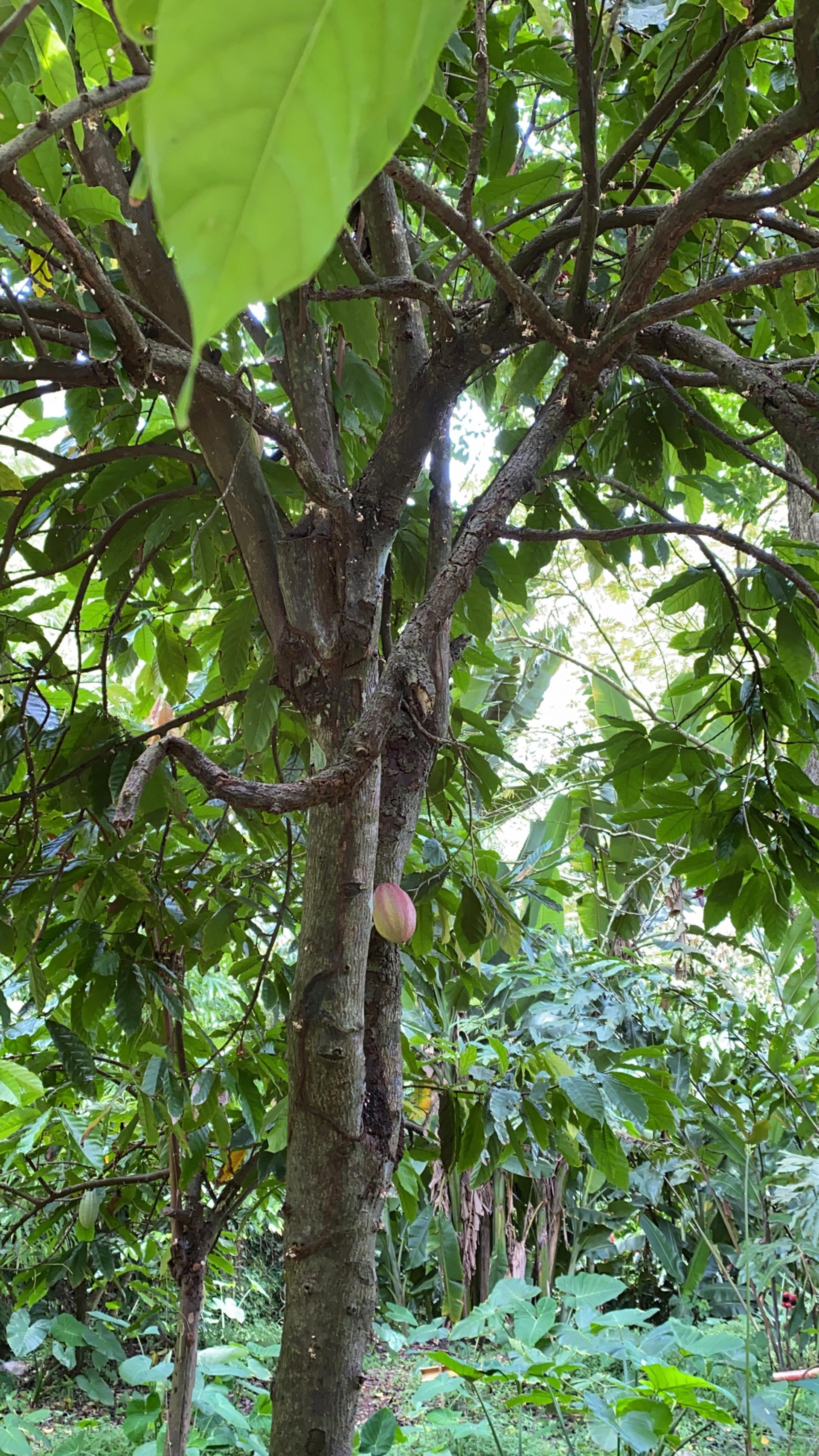Photo éditoriale cacao/café — Wikimedia Commons
