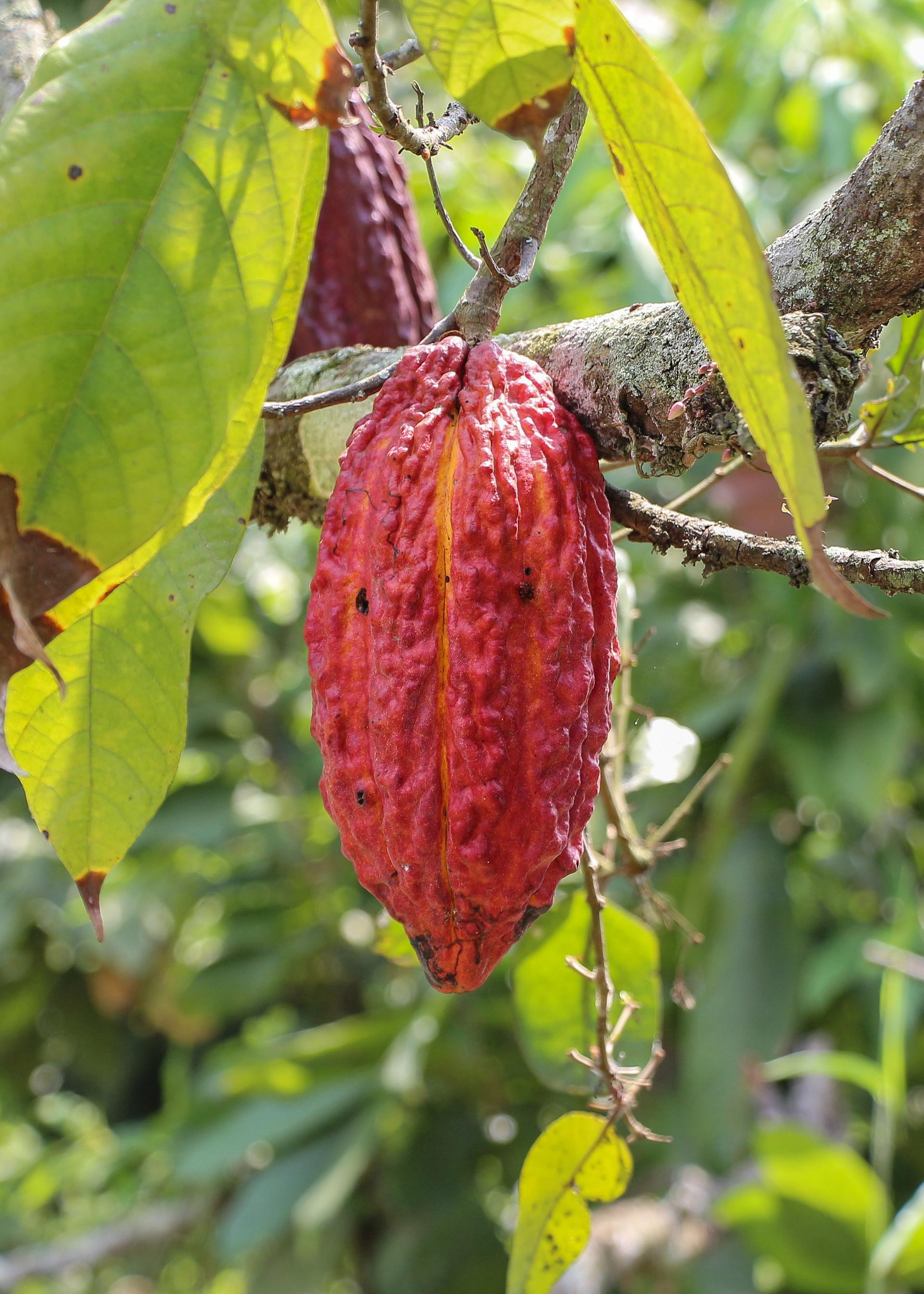 Photo éditoriale cacao/café — Wikimedia Commons