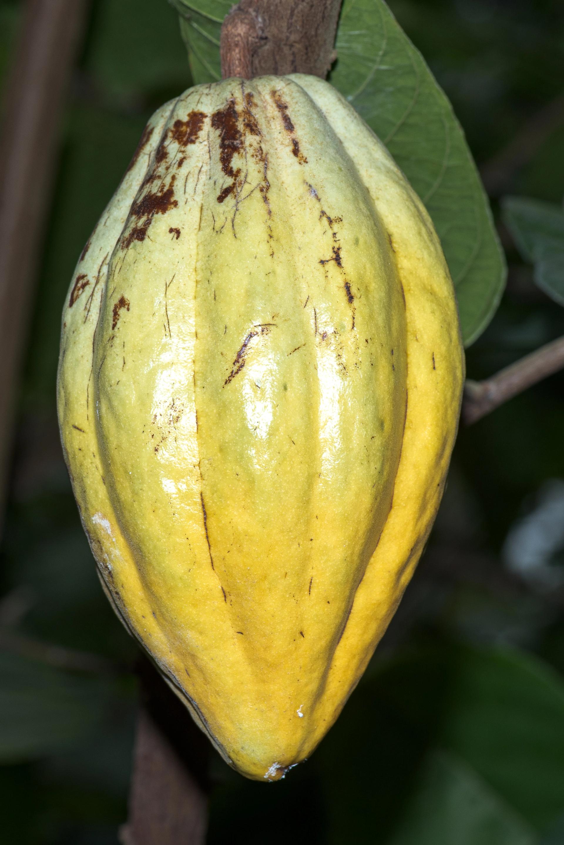 Photo éditoriale cacao/café — Wikimedia Commons