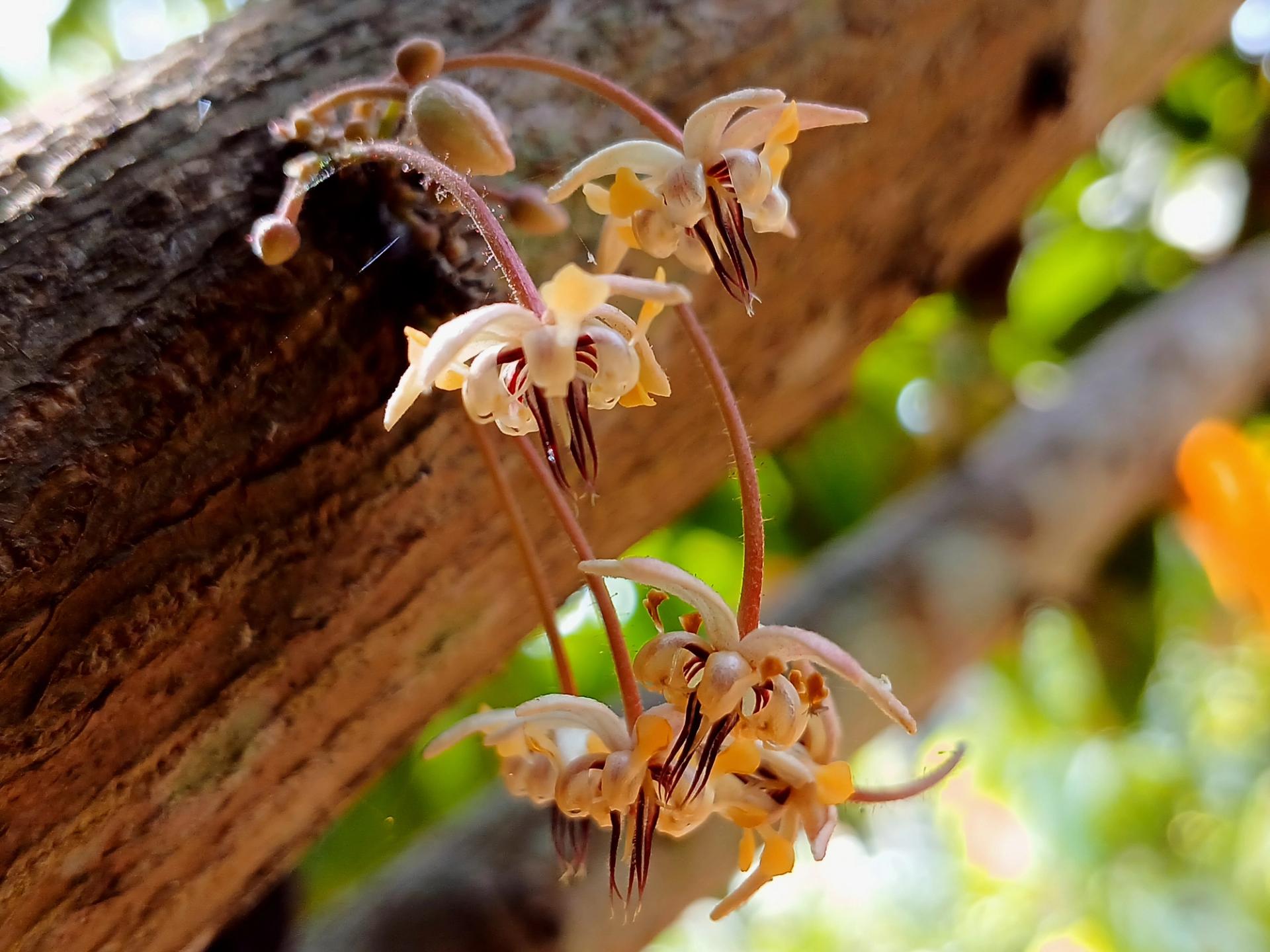 Photo éditoriale cacao/café — Wikimedia Commons