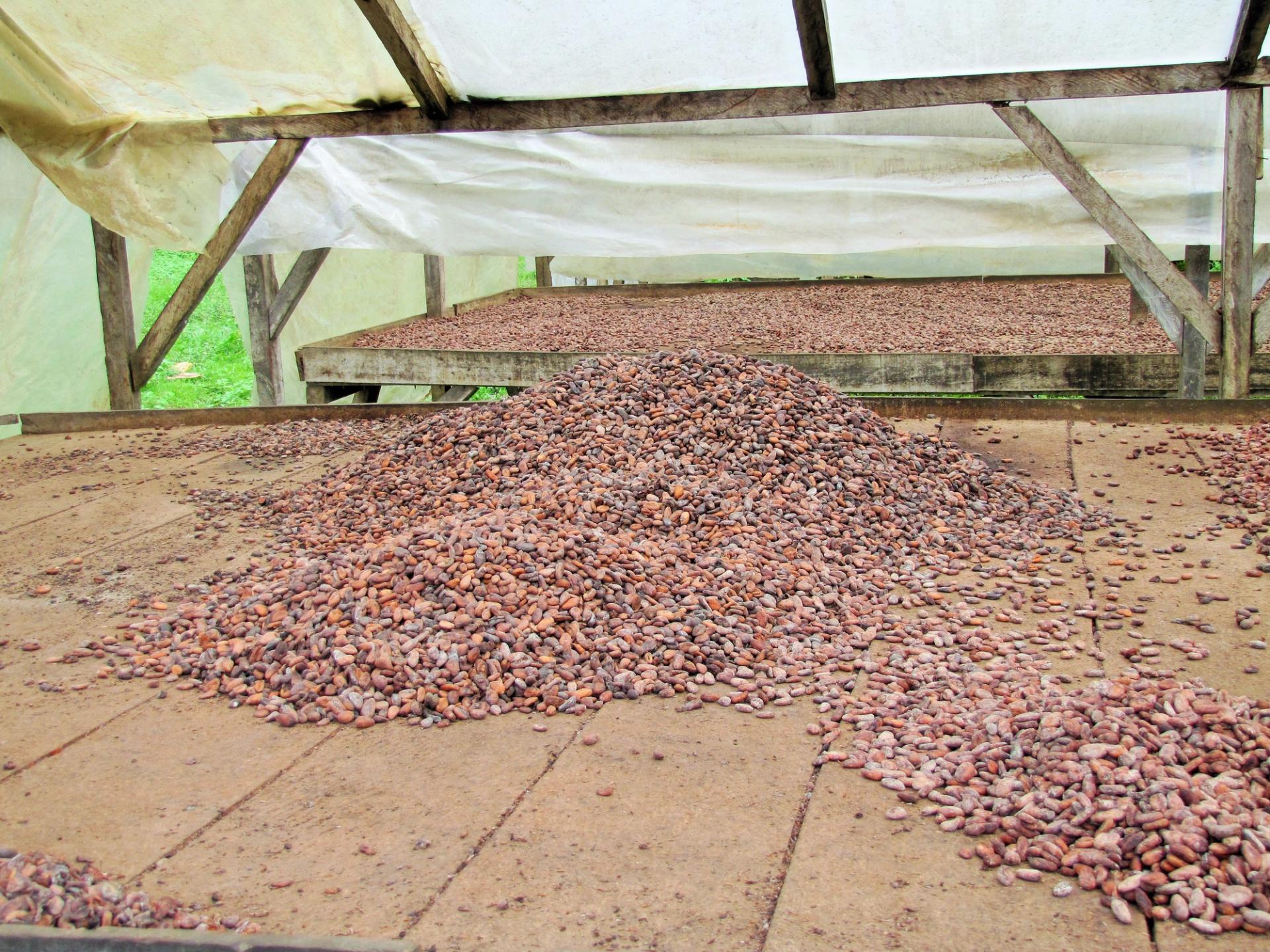 Photo éditoriale cacao/café — Wikimedia Commons