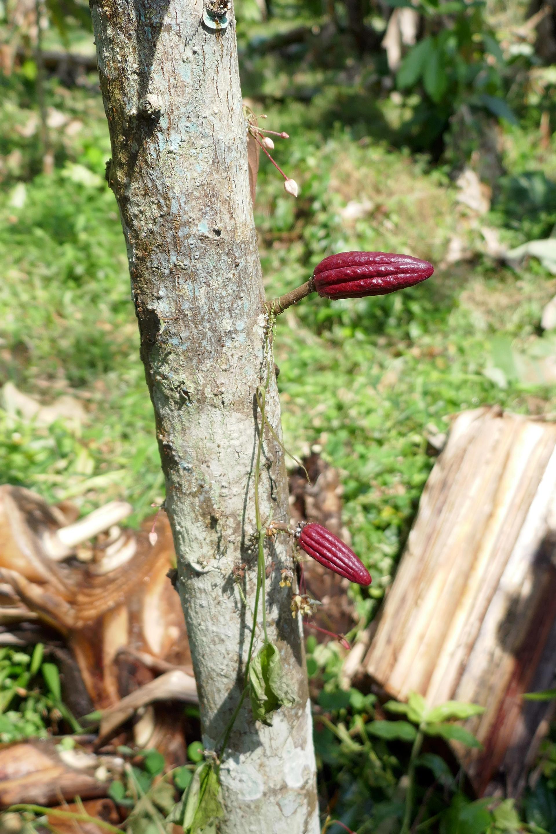 Photo éditoriale cacao/café — Wikimedia Commons