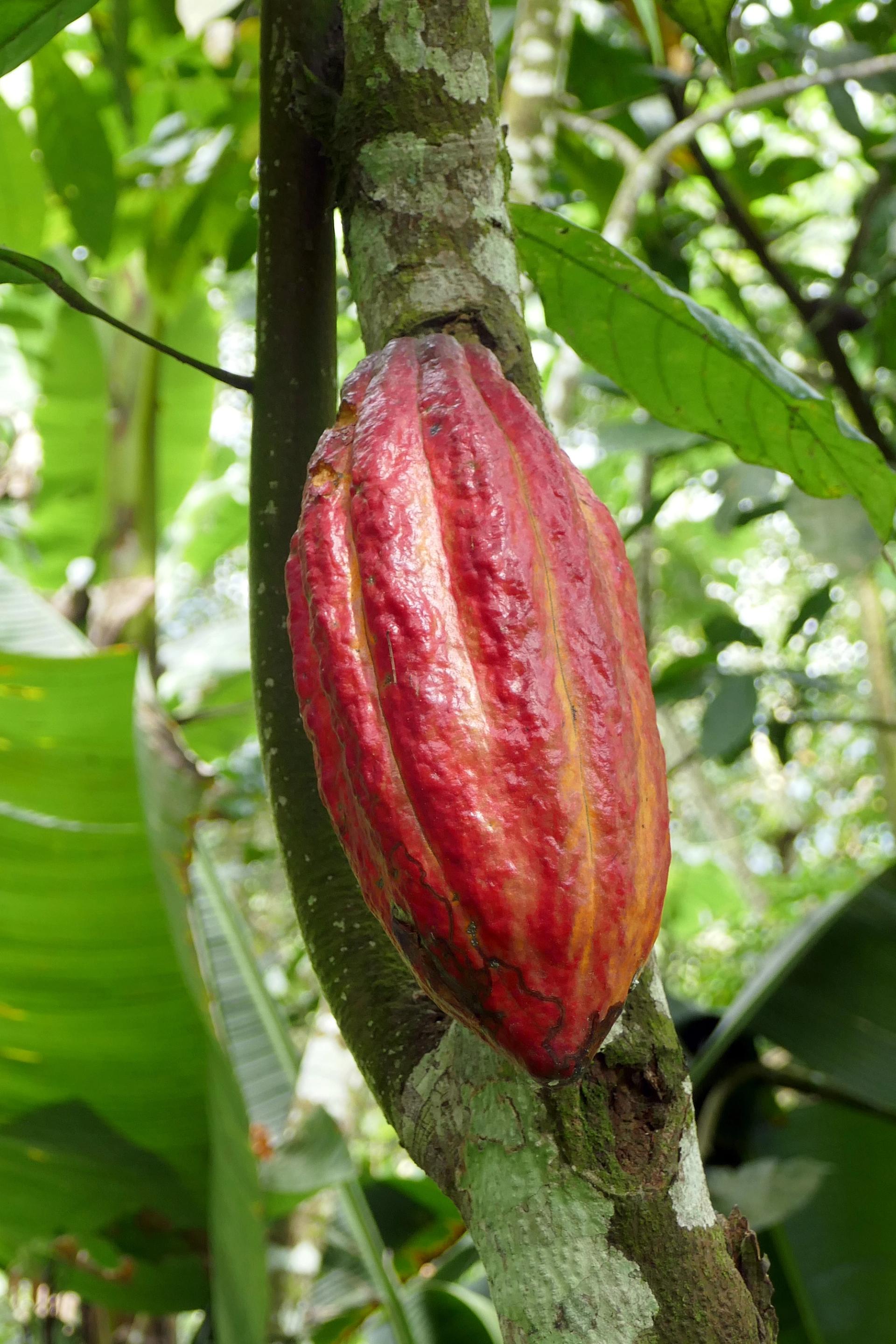 Photo éditoriale cacao/café — Wikimedia Commons