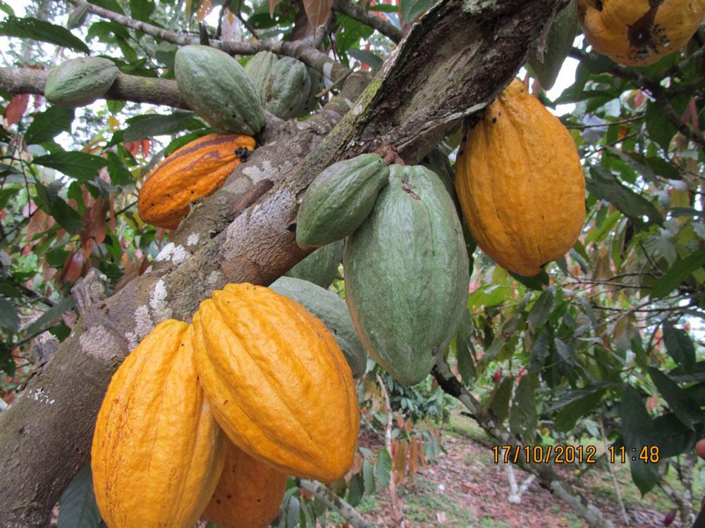Illustration marché cacao — source oncc.cm