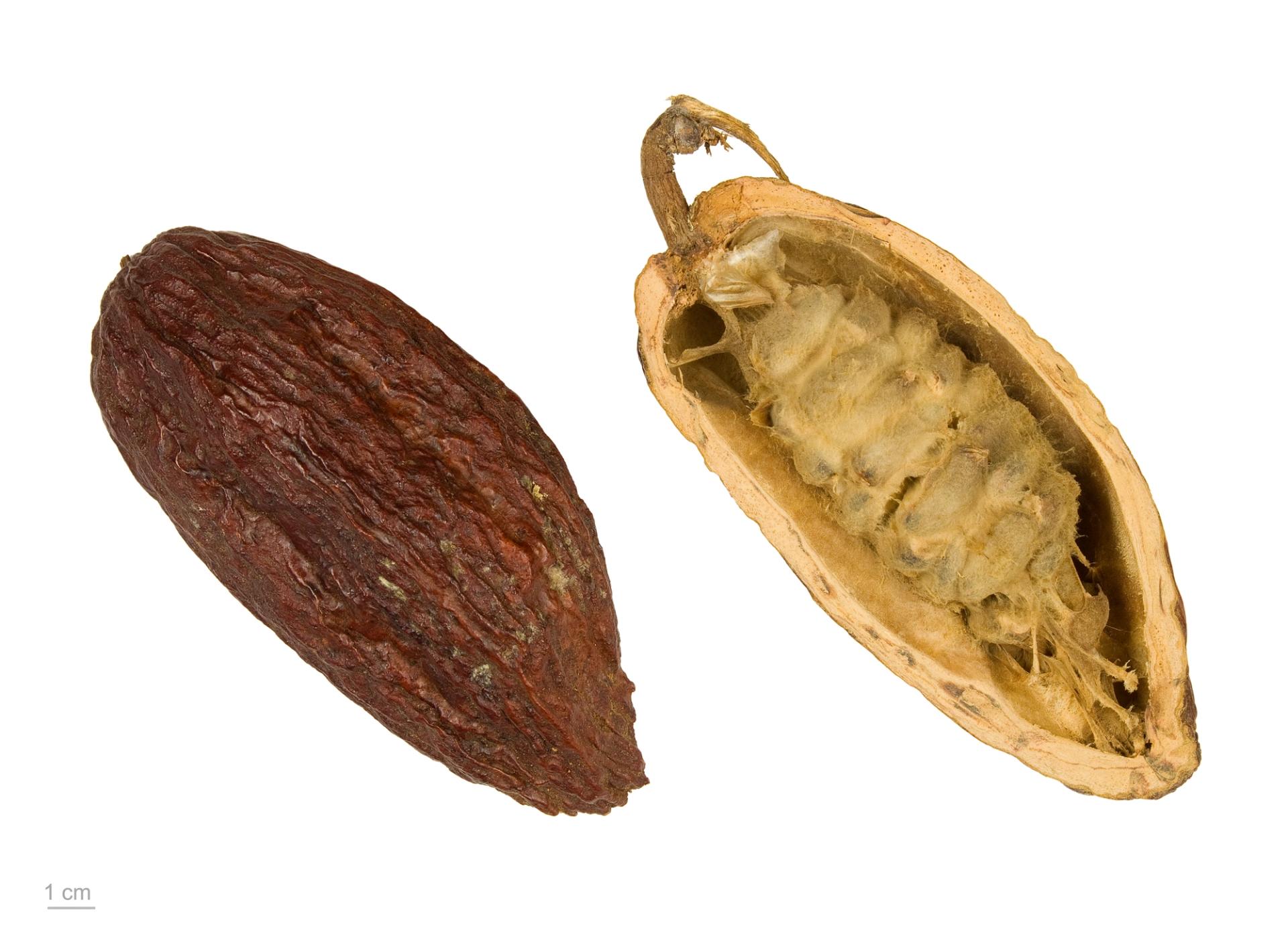 Illustration marché cacao — source upload.wikimedia.org