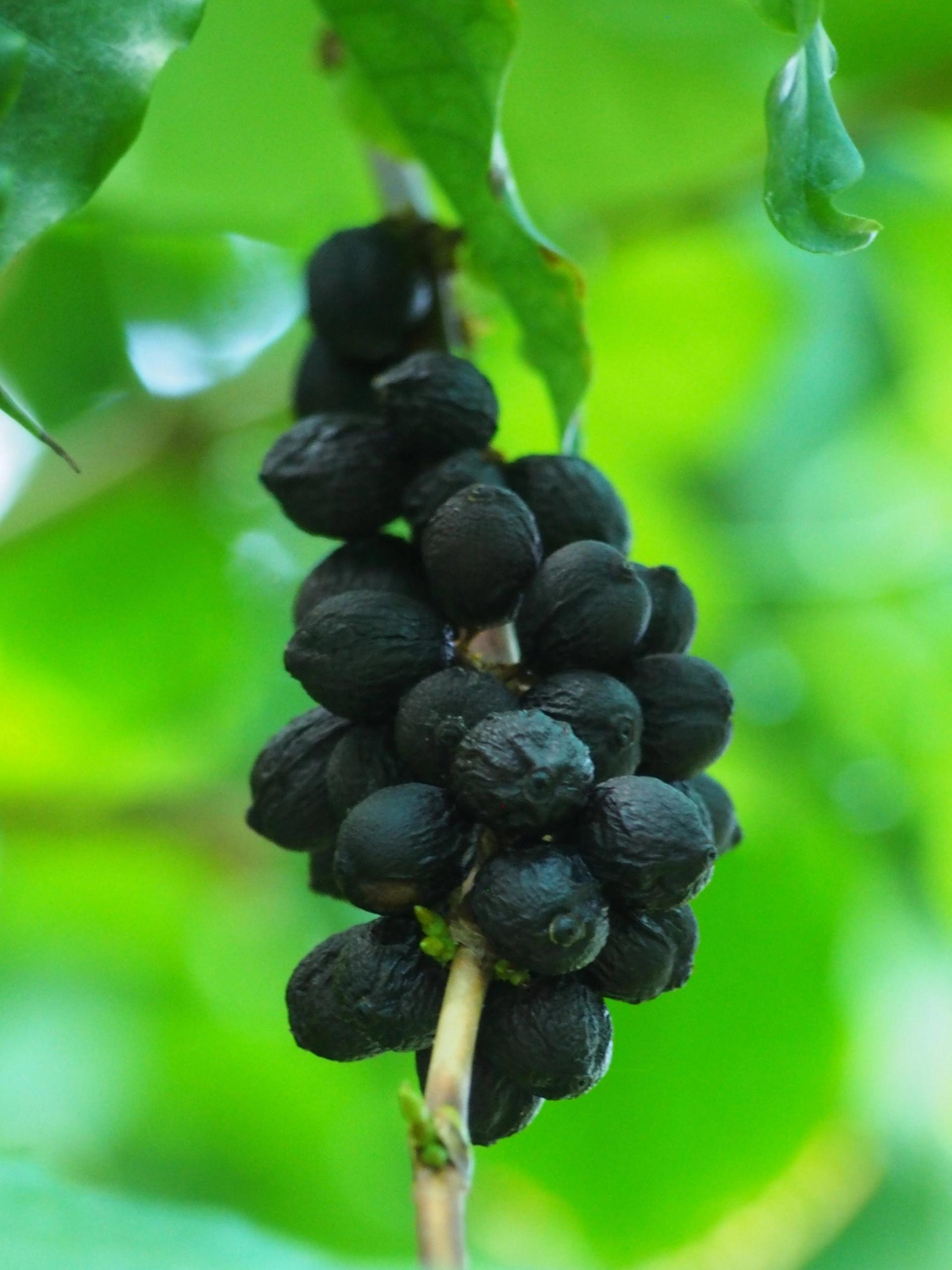 Photo éditoriale cacao/café — Wikimedia Commons