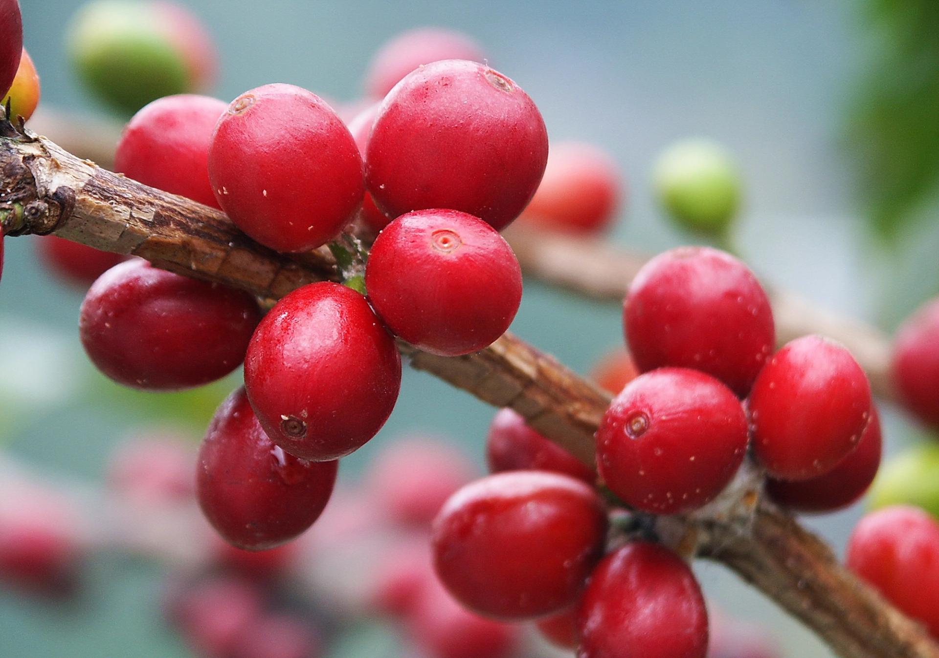 Photo éditoriale cacao/café — Wikimedia Commons