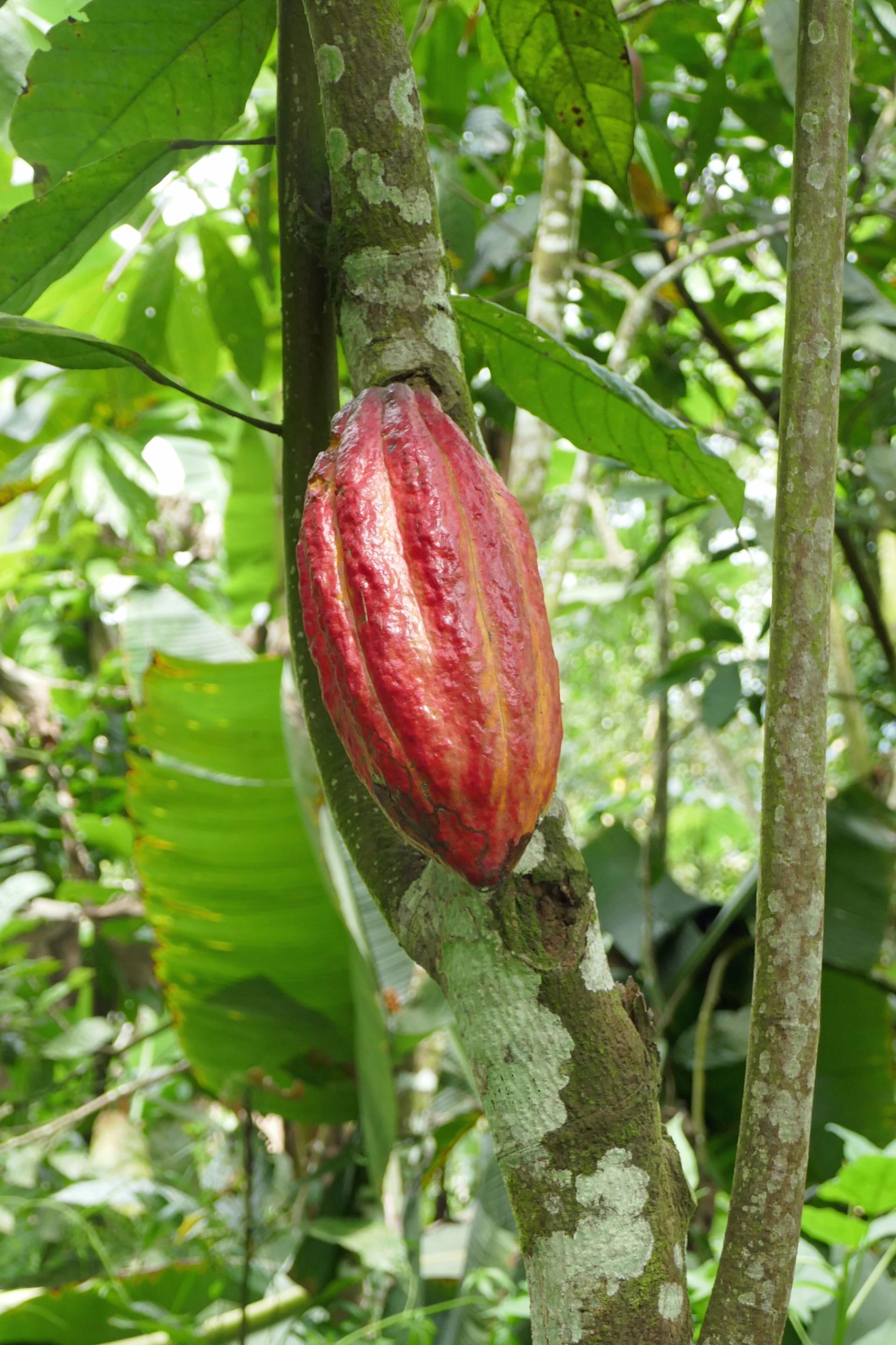 Photo éditoriale cacao/café — Wikimedia Commons