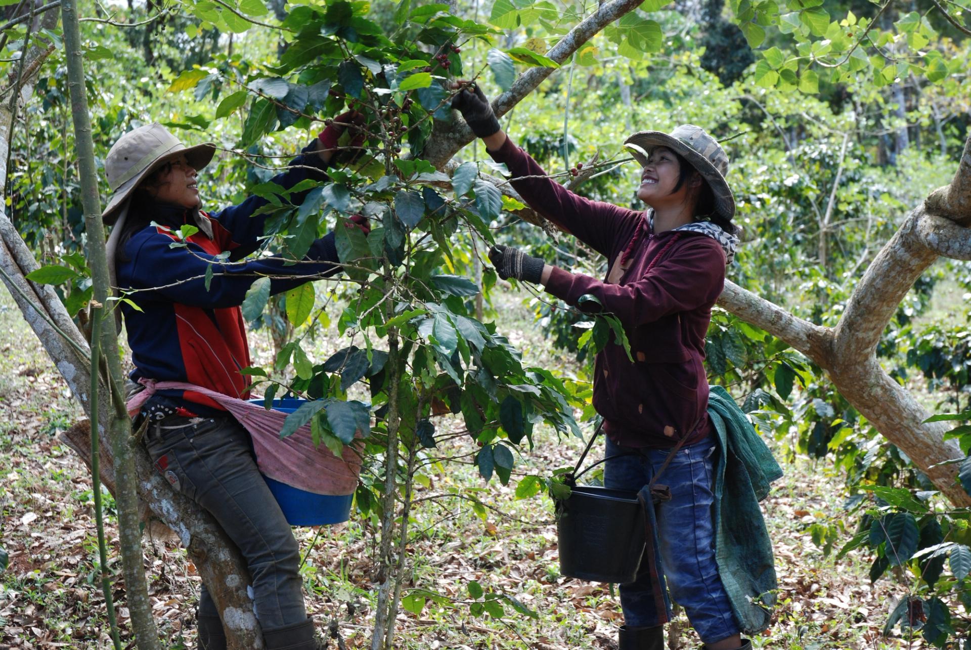 Photo éditoriale cacao/café — Wikimedia Commons