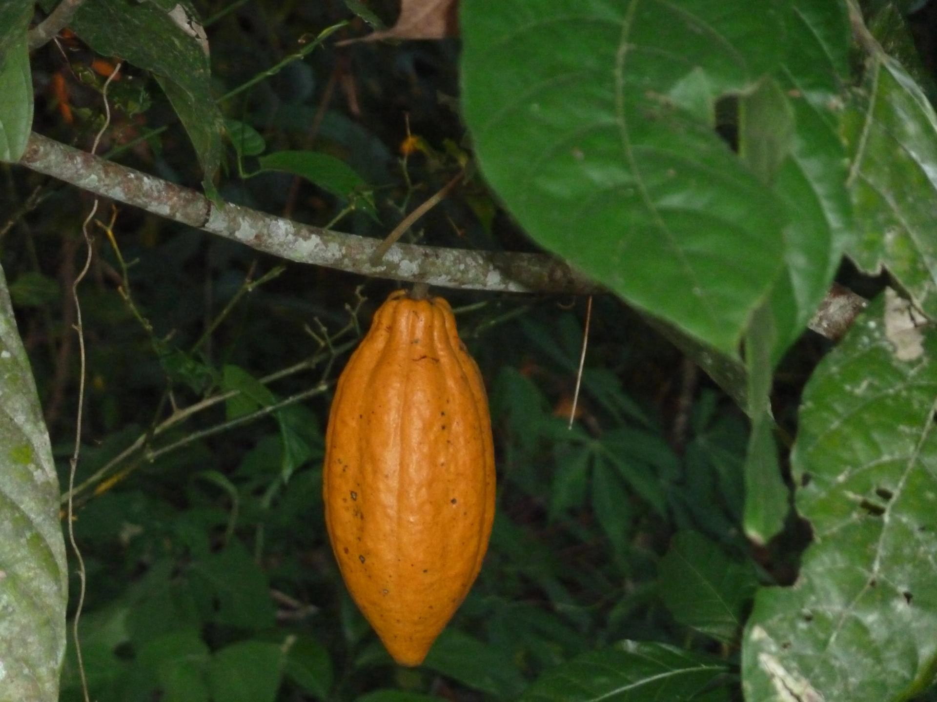 Photo éditoriale cacao/café — Wikimedia Commons