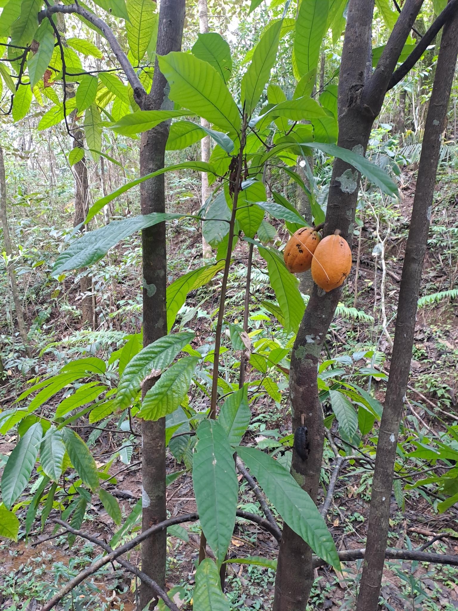 Photo éditoriale cacao/café — Wikimedia Commons