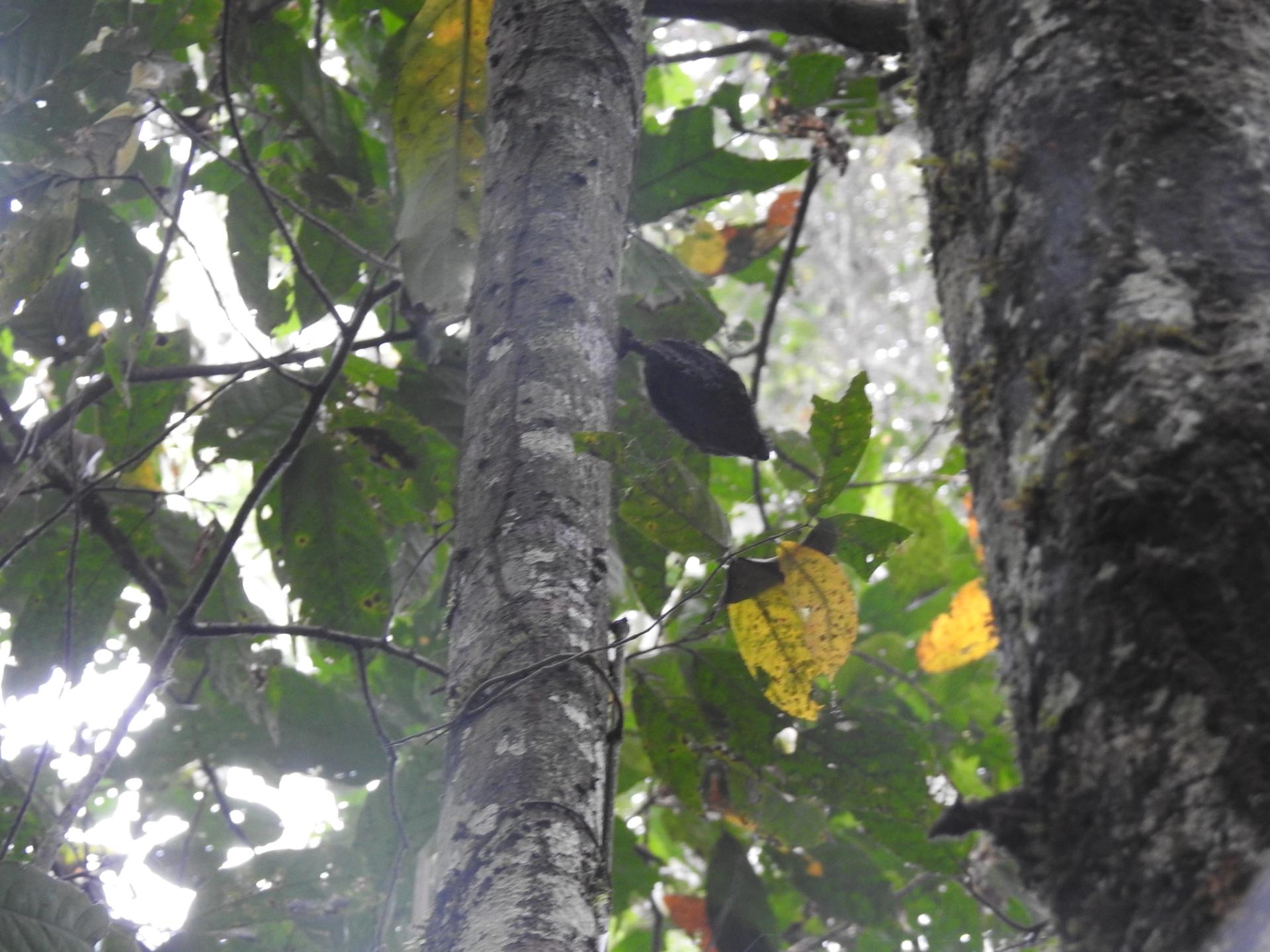 Photo éditoriale cacao/café — Wikimedia Commons