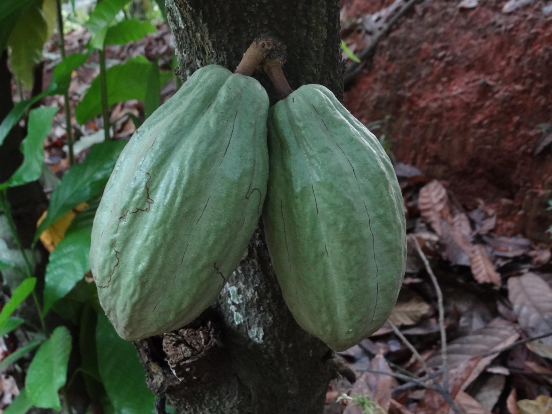 Photo éditoriale cacao/café — Wikimedia Commons