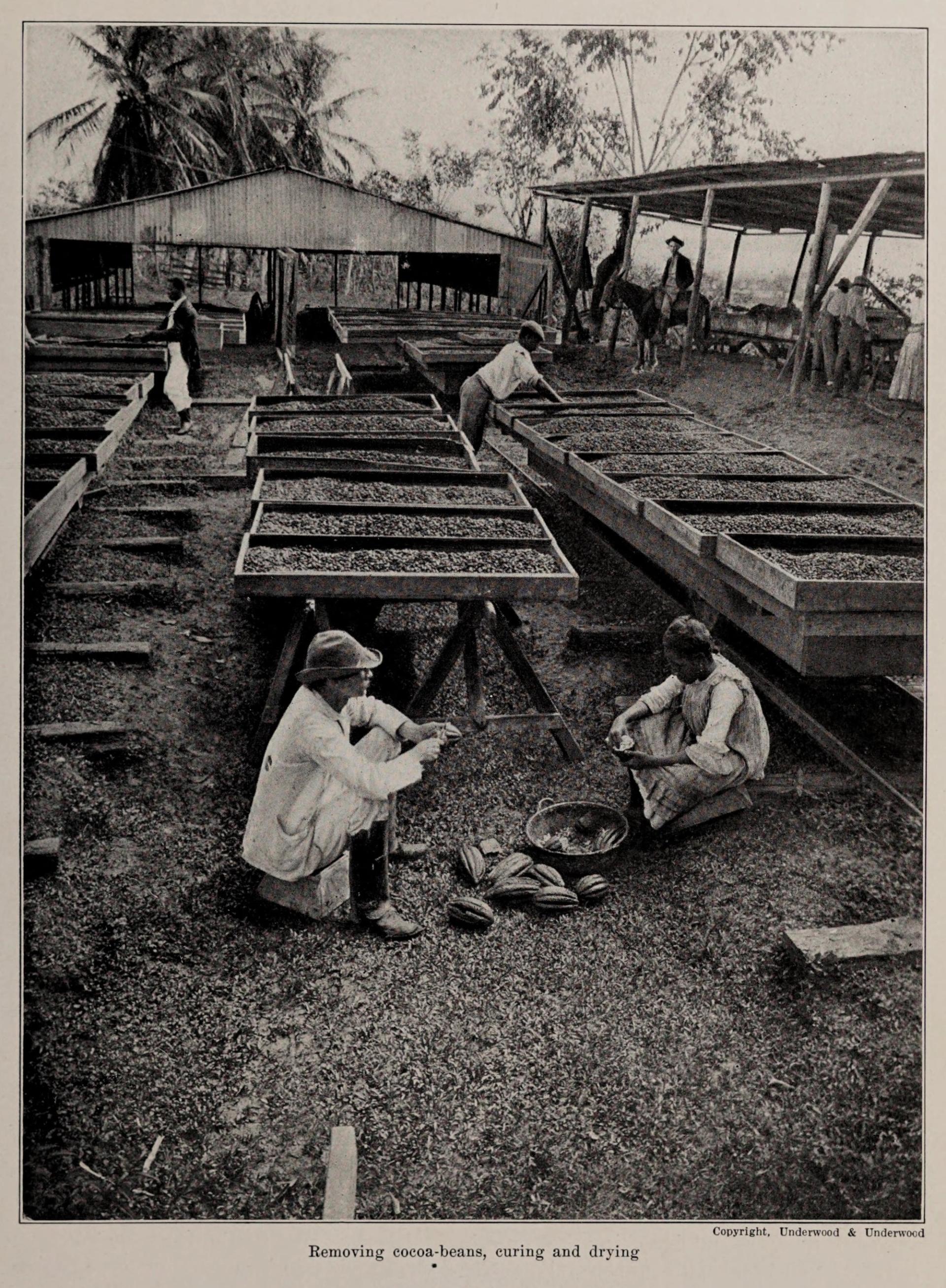 Photo éditoriale cacao/café — Wikimedia Commons