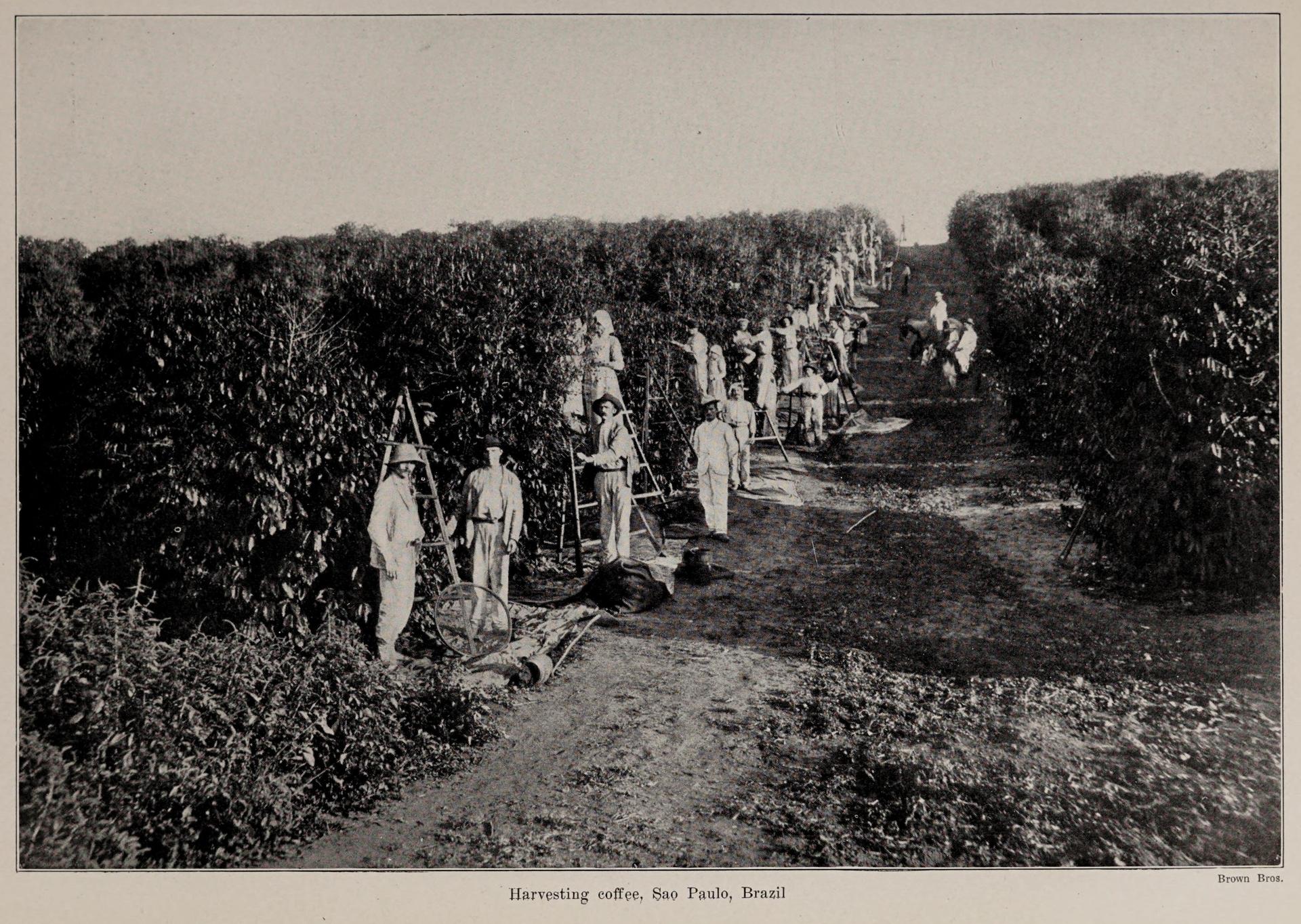 Photo éditoriale cacao/café — Wikimedia Commons