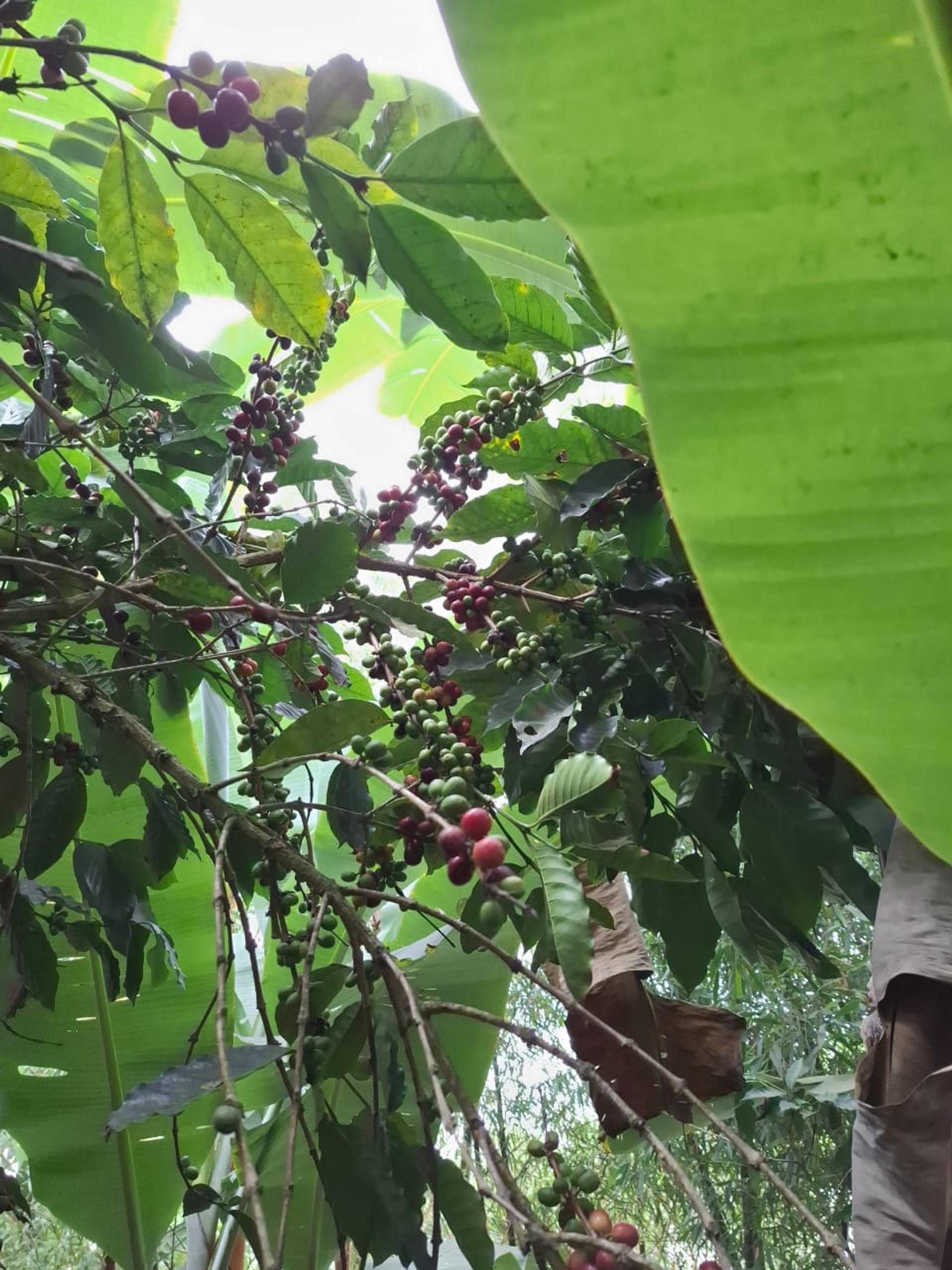 Photo éditoriale cacao/café — Wikimedia Commons