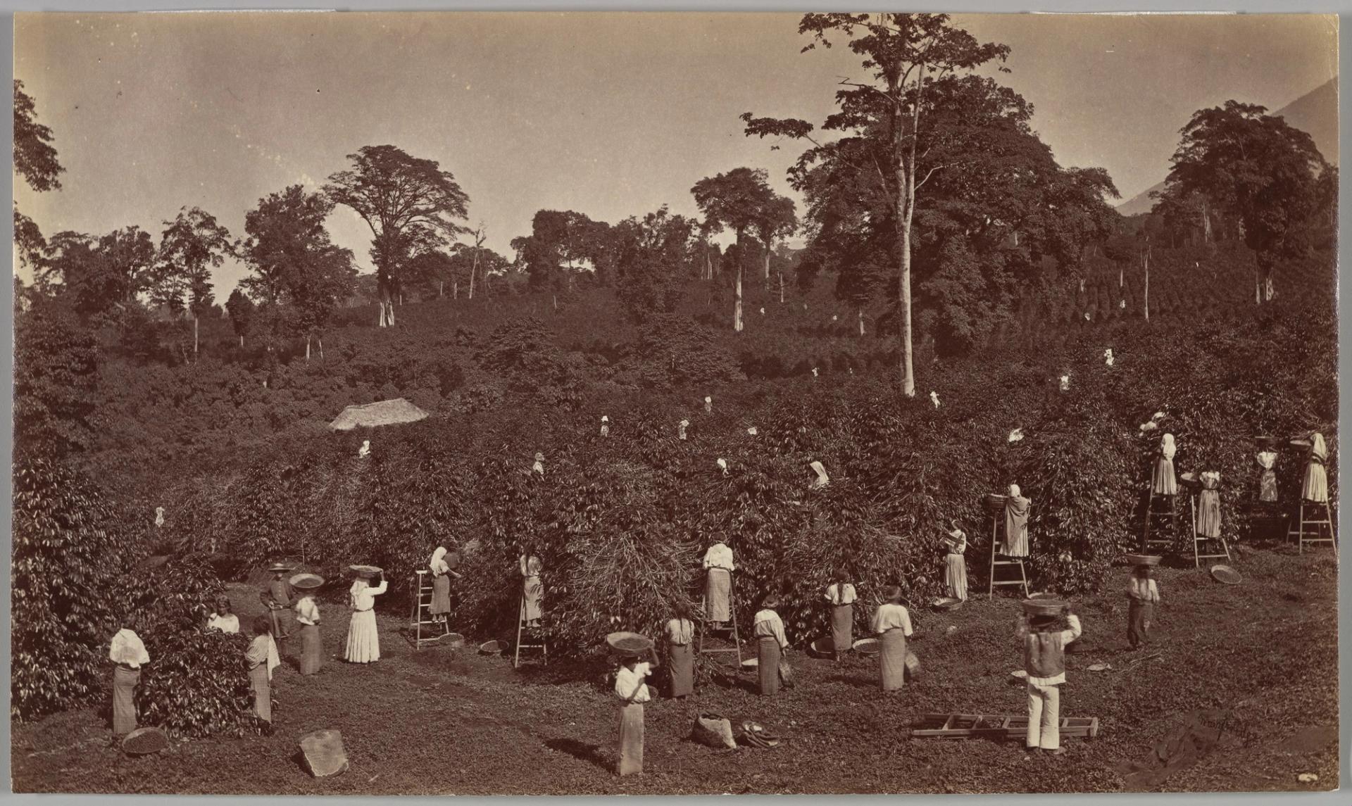 Photo éditoriale cacao/café — Wikimedia Commons
